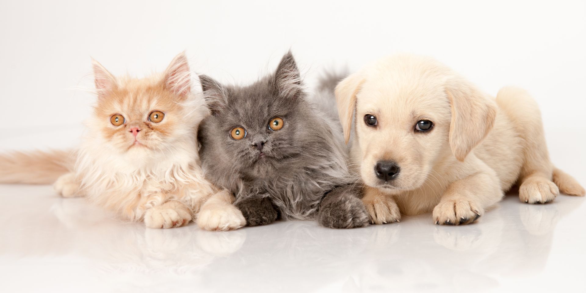 doggies