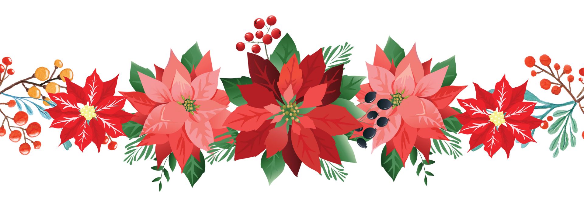 poinsettias
