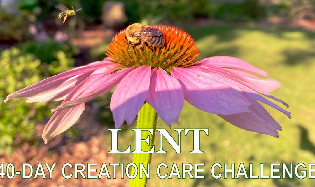 40-Day Creation Care Challenge